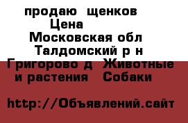 продаю  щенков   › Цена ­ 5 000 - Московская обл., Талдомский р-н, Григорово д. Животные и растения » Собаки   